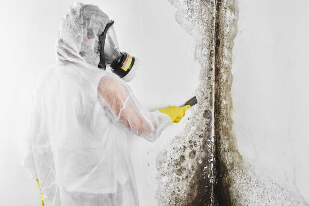 Best Mold Remediation Experts  in Durand, WI