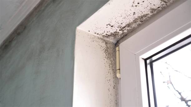 Professional Mold Removal in Durand, WI