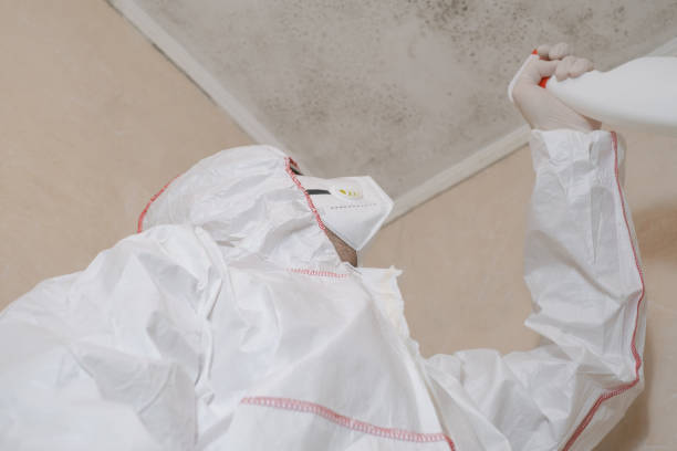 Best Black Mold Removal  in Durand, WI