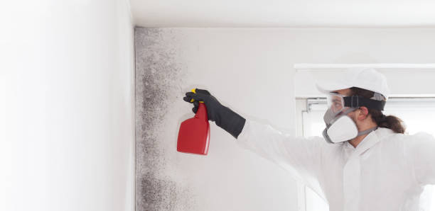 Best Mold Testing  in Durand, WI