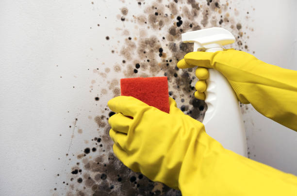 Certified Mold Removal in Durand, WI