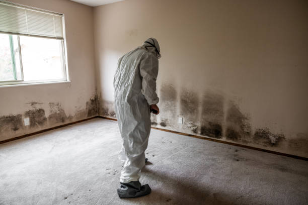 Best Home Mold Removal  in Durand, WI