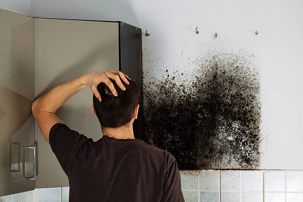 Best Office Mold Removal Services  in Durand, WI