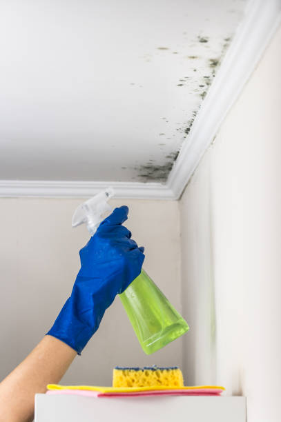 Best Affordable Mold Removal  in Durand, WI